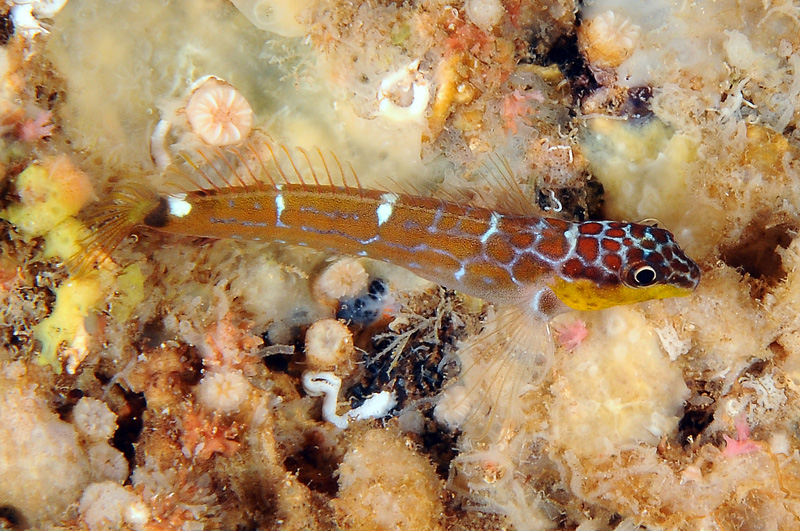 Blennidi